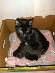 Lost Female Cat last seen Over in old Pickerington behind police station, Pickerington, OH 43147