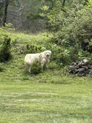 Reunited Male Dog last seen Cliff mill road, Warrenton, VA 20186