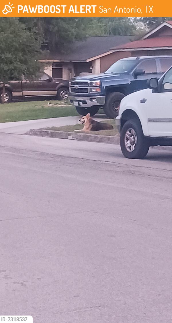 Found/Stray Unknown Dog last seen Sunshadow and Summer Wind, San Antonio, TX 78217