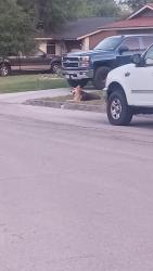 Found/Stray Unknown Dog last seen Sunshadow and Summer Wind, San Antonio, TX 78217