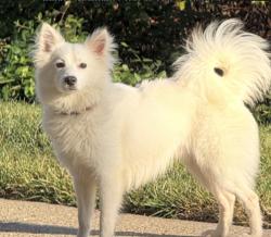 Reunited Male Dog last seen Fairview Ave, Takoma Park, MD, USA, Takoma Park, MD 20783