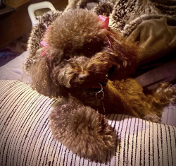 Reunited Female Dog last seen Omaha Rd SW and Colorado Trail SW, Atlanta, GA 30331