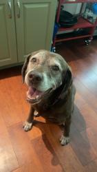 Lost Female Dog last seen newlin grist mill, Glen Mills, PA 19342