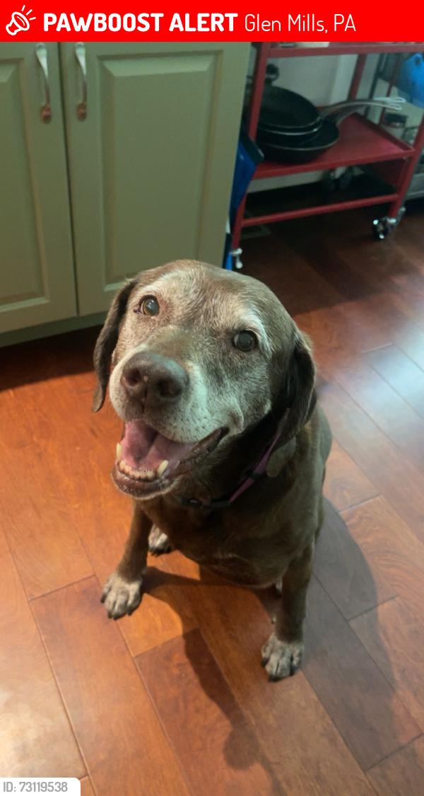 Lost Female Dog last seen newlin grist mill, Glen Mills, PA 19342