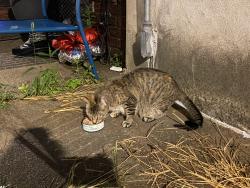 Found/Stray Female Cat last seen McKean Street, Philadelphia, PA 19148