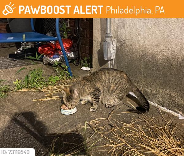 Found/Stray Female Cat last seen McKean Street, Philadelphia, PA 19148