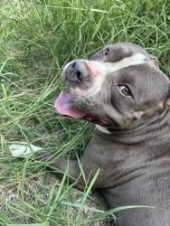 Found/Stray Male Dog last seen Cedarmont and Dugas, San Antonio, TX 78245