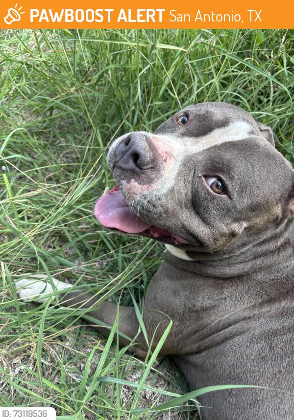 Found/Stray Male Dog last seen Cedarmont and Dugas, San Antonio, TX 78245