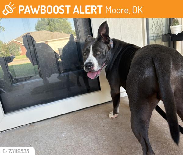 Found/Stray Female Dog last seen Silverleaf neighborhood, Moore, OK 73160