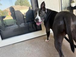 Found/Stray Female Dog last seen Silverleaf neighborhood, Moore, OK 73160