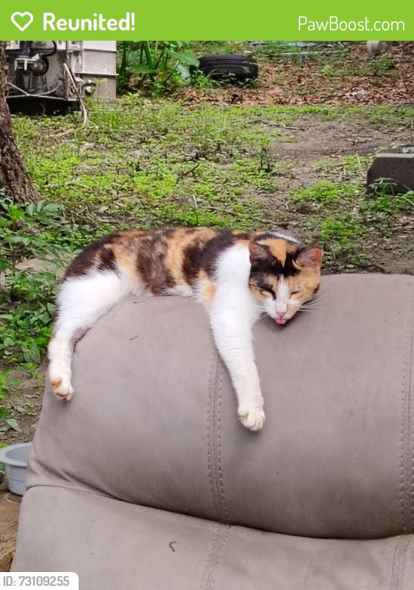 Reunited Female Cat last seen Boe Rd. (Near March rd and St Elmo), Grand Bay, AL 36541