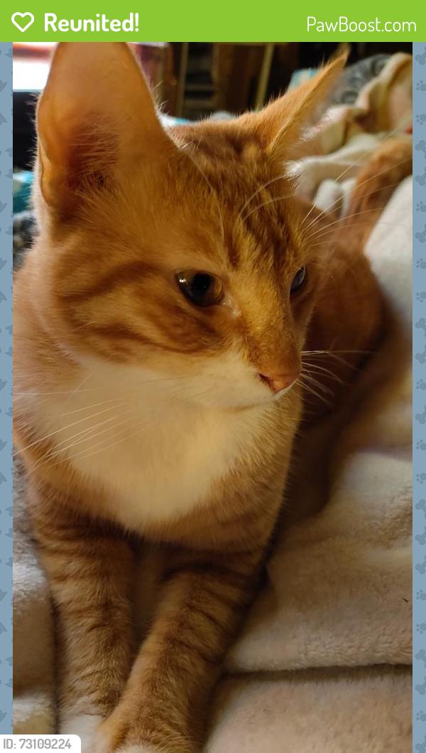 Reunited Male Cat last seen Boe Rd. (Near March rd and St Elmo), Grand Bay, AL 36541