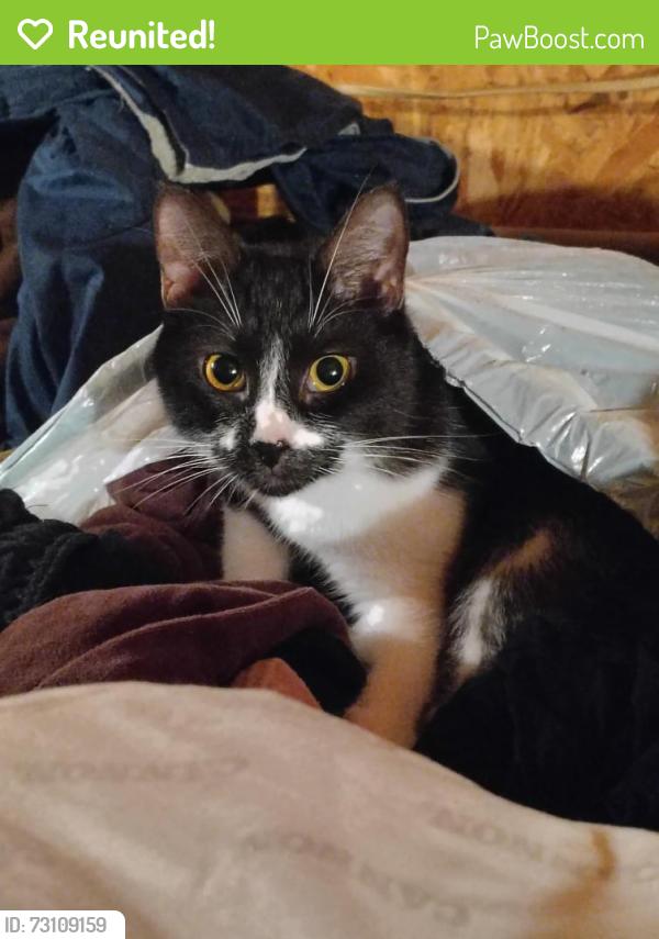 Reunited Male Cat last seen Boe Rd. (Near March rd and St Elmo), Grand Bay, AL 36541