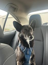 Reunited Female Dog last seen Claire & Alice Streets, Hayward, CA, Hayward, CA 94541