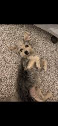 Lost Male Dog last seen 79th ave and lower buckeye, Phoenix, AZ 85043