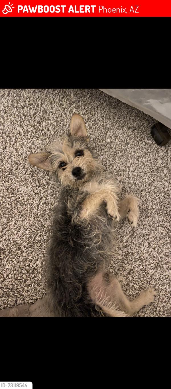 Lost Male Dog last seen 79th ave and lower buckeye, Phoenix, AZ 85043