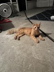 Found/Stray Unknown Cat last seen 19th street, St. Petersburg, FL 33714