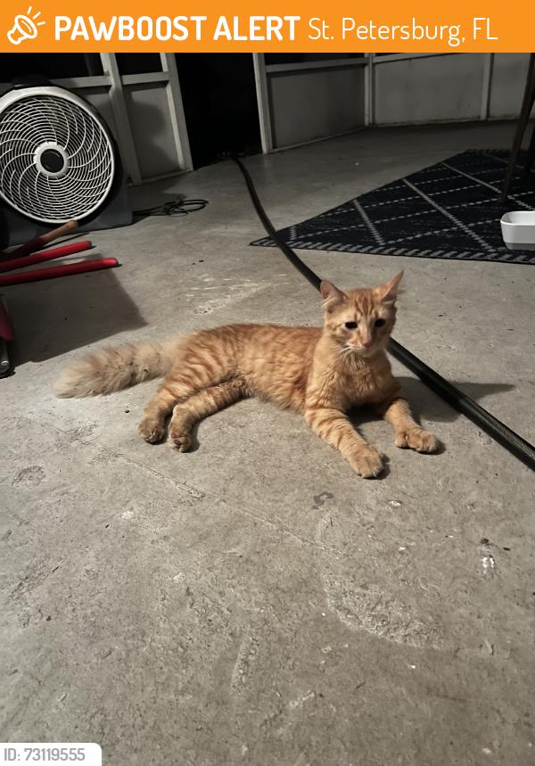 Found/Stray Unknown Cat last seen 19th street, St. Petersburg, FL 33714