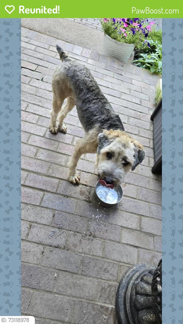 Reunited Unknown Dog last seen Kehrsmill and Pacland Pl, Chesterfield, MO 63005