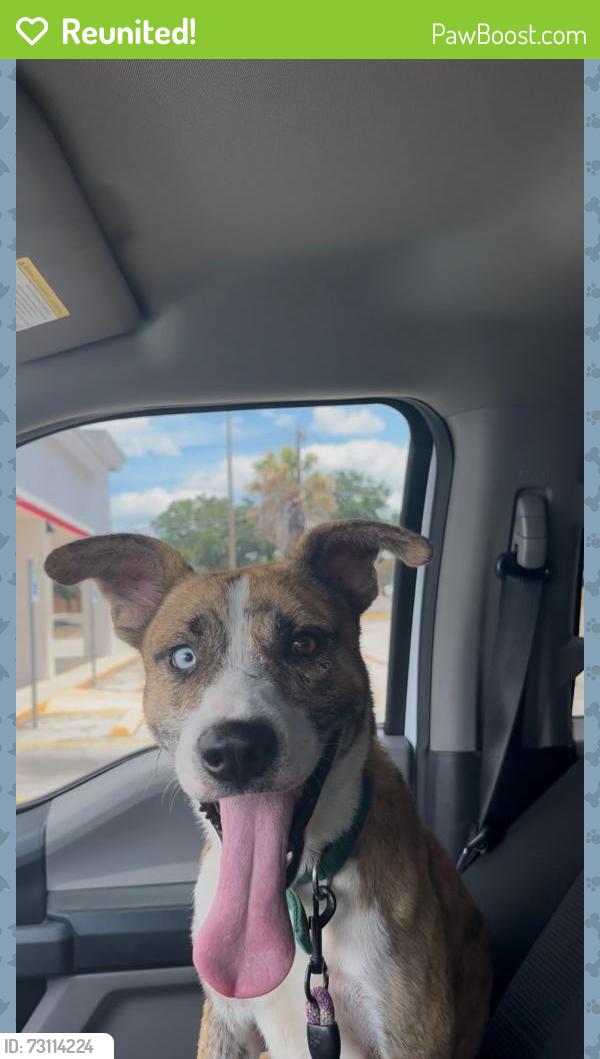 Reunited Male Dog last seen Warwick shire, San Antonio texas, San Antonio, TX 78254