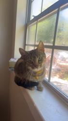 Reunited Female Cat last seen Near Lilly Ln, Murfreesboro, TN 37128, USA, Murfreesboro, TN 37128