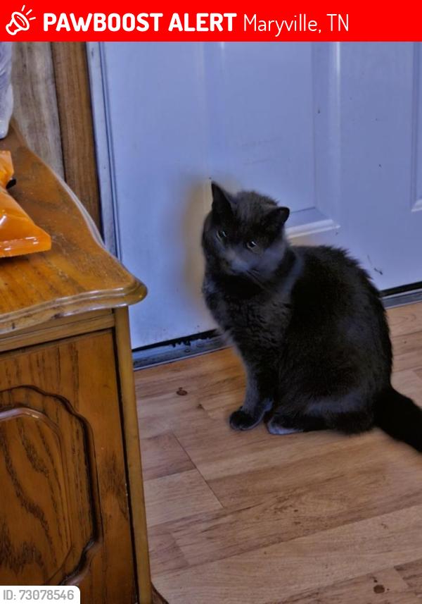 Lost Male Cat last seen Near OdellRd, Maryville, TN 37804