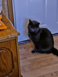 Lost Male Cat last seen Near OdellRd, Maryville, TN 37804