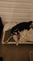 Reunited Female Dog last seen Forbes Road and Bob Head Road., Hillsborough County, FL 33565