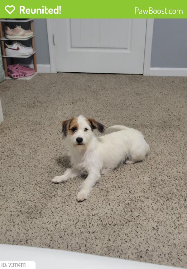 Reunited Female Dog last seen Goerge buchanan la vergne, La Vergne, TN 37086