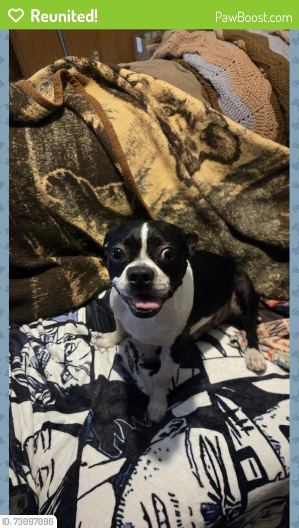 Reunited Male Dog last seen Near Wilkie Way, Fort Worth, TX 76133, USA, Fort Worth, TX 76133