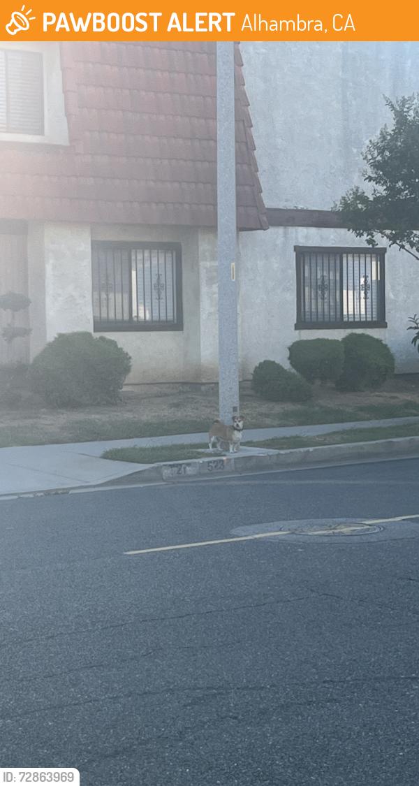 Found/Stray Unknown Dog last seen Near 507 N Ynez Ave, Monterey Park, CA 91754, Alhambra, CA 91803