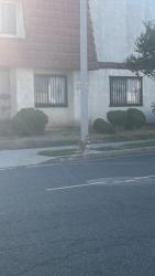 Found/Stray Unknown Dog last seen Near 507 N Ynez Ave, Monterey Park, CA 91754, Alhambra, CA 91803