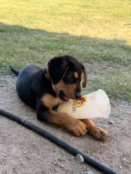 Found/Stray Male Dog last seen Litchfield, Mcdowell, Buckeye, AZ 85236