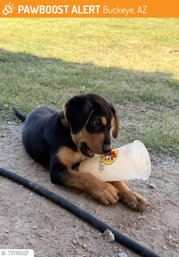Found/Stray Male Dog last seen Litchfield, Mcdowell, Buckeye, AZ 85236