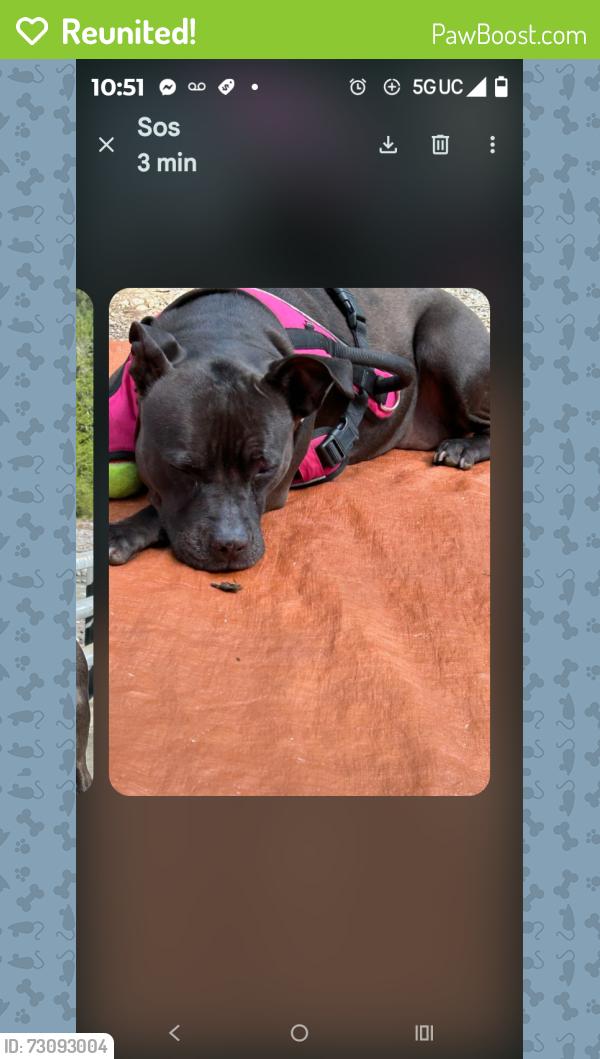 Reunited Female Dog last seen S 56th and Tacoma mall blvd, Tacoma, WA 98409