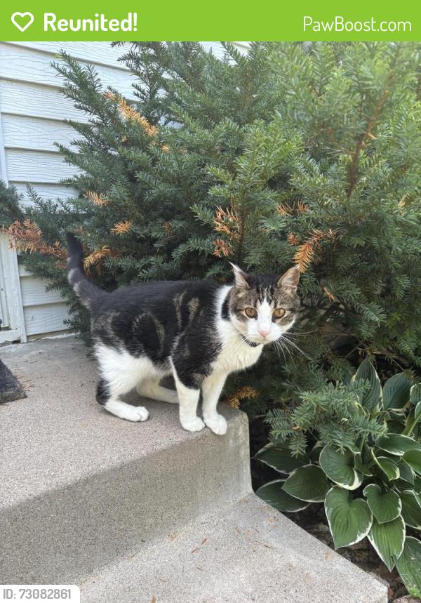 Reunited Unknown Cat last seen Near Cleveland st ne, Minneapolis, MN 55418