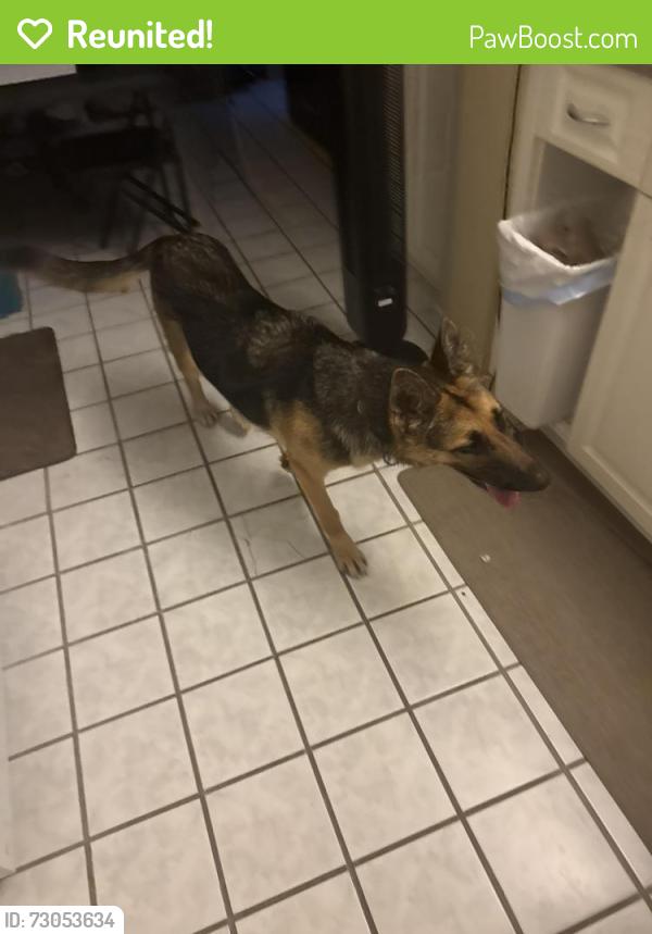 Reunited Female Dog last seen 10th Ave N. And N. D. St, Lake Worth Beach, FL 33460