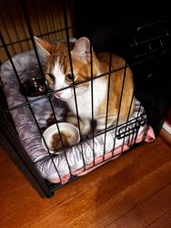 Found/Stray Unknown Cat last seen Hawthorne Dr Oakdale PA, North Fayette Township, PA 15071