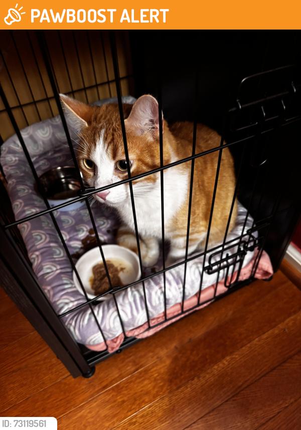 Found/Stray Unknown Cat last seen Hawthorne Dr Oakdale PA, North Fayette Township, PA 15071