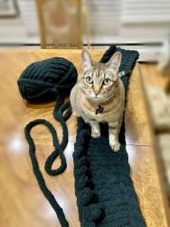 Reunited Female Cat last seen Bedford and Darlington, Montréal, QC H3S 1G1