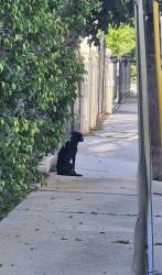 Reunited Unknown Dog last seen SW 14th Ave & SW 15th Street, Miami, FL 33145