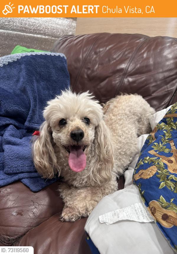 Found/Stray Female Dog last seen Hillsborough Park, Chula Vista, CA 91913