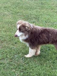 Reunited Male Dog last seen Lakewood lane and Phillips rd, Anderson, SC 29625