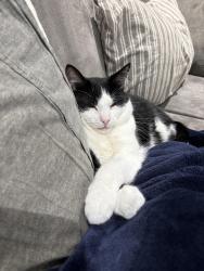Lost Male Cat last seen Little lake, Lion's Head, ON 
