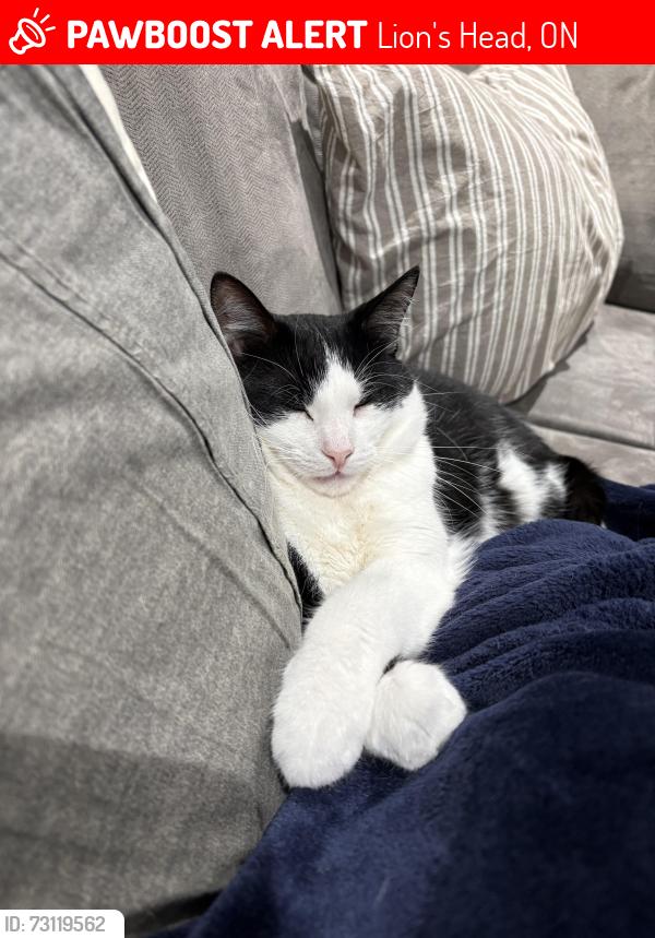 Lost Male Cat last seen Little lake, Lion's Head, ON 