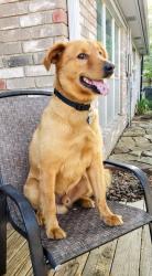 Lost Male Dog last seen Spring Arbor Ct, Pearland, TX 77584