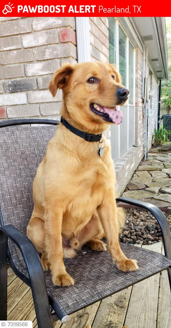 Lost Male Dog last seen Spring Arbor Ct, Pearland, TX 77584
