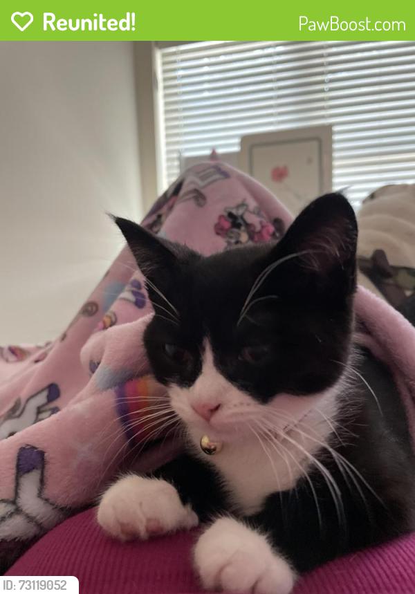 Reunited Female Cat last seen Pleasant Street and the lake nip, Bridgewater, MA 02324