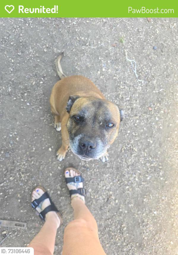 Reunited Male Dog last seen Monroe ca oaks, Murrieta, CA 92562