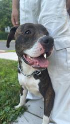 Found/Stray Female Dog last seen pharis street off of herkimer, Syracuse, NY 13204